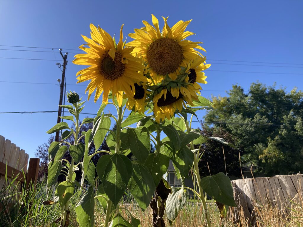 An image looking up toward sunflowers.